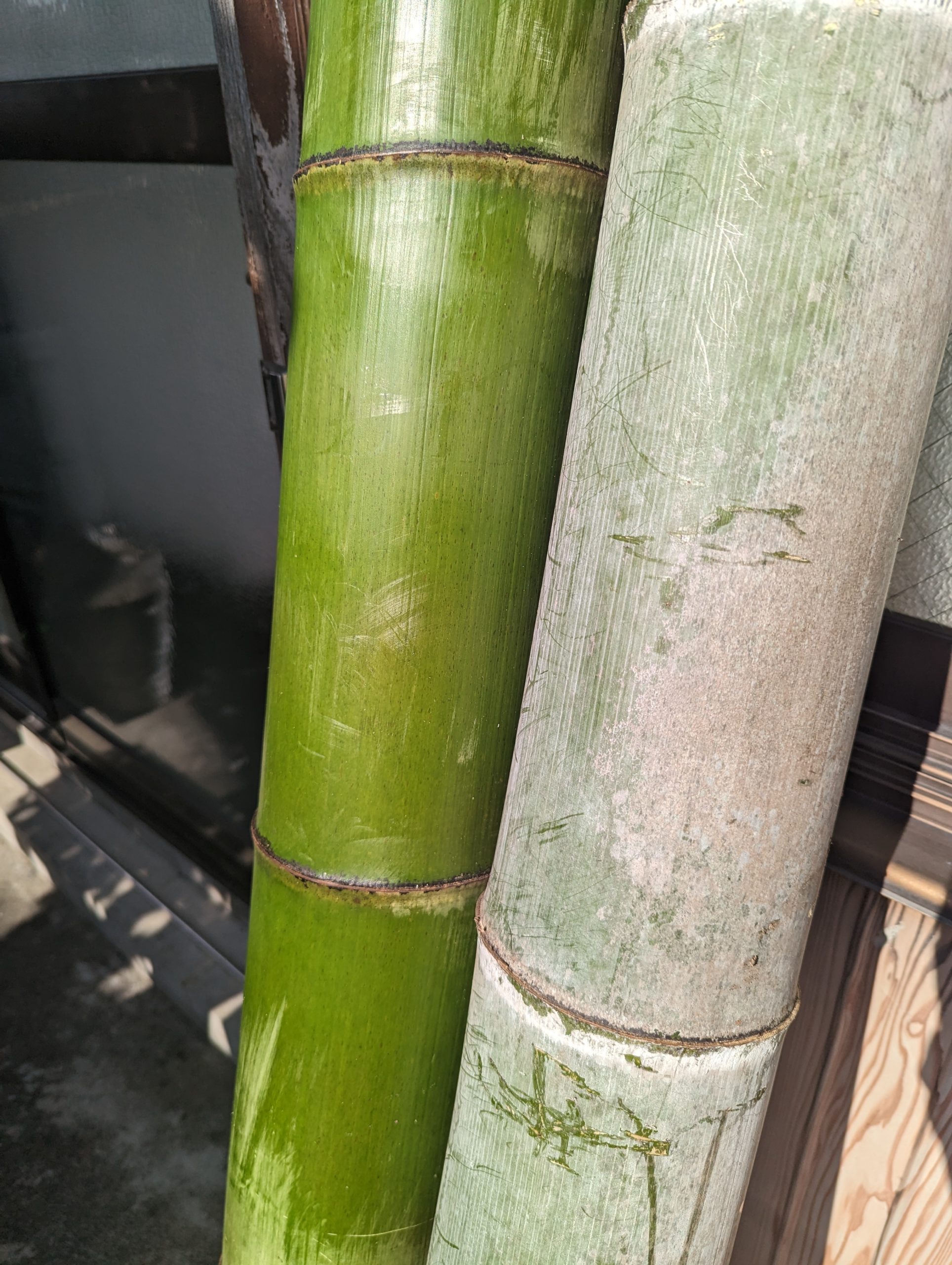 竹のヤーツ２０２２