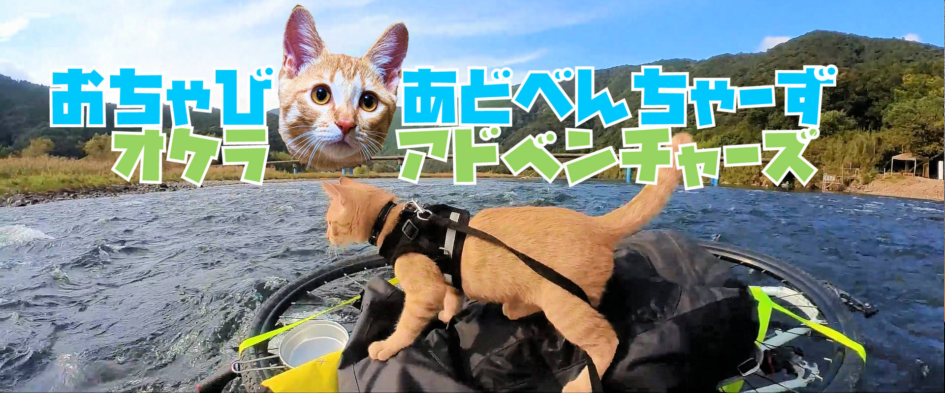 川で救助された猫チャビ
