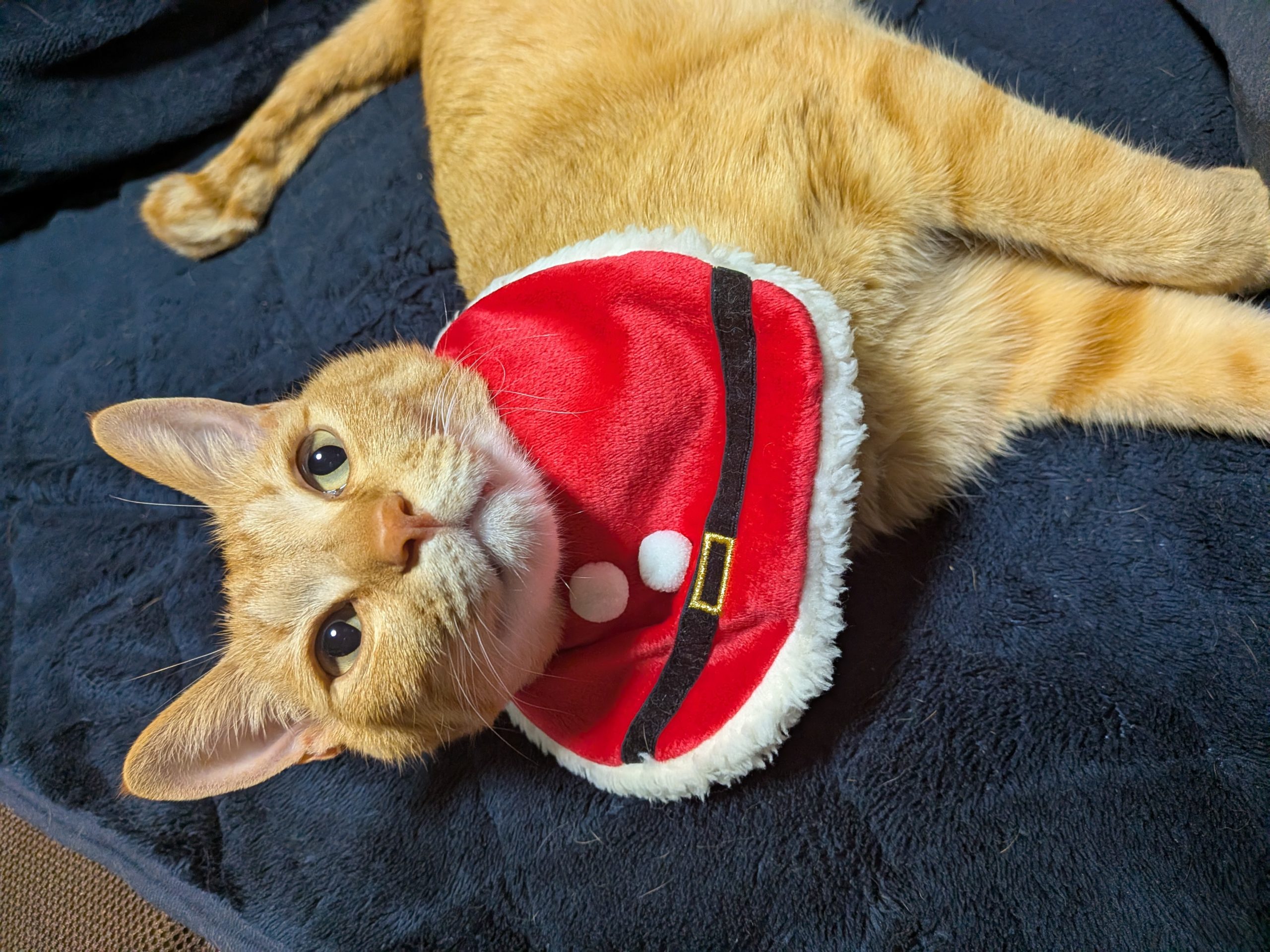 2025年、ありがとうございました。