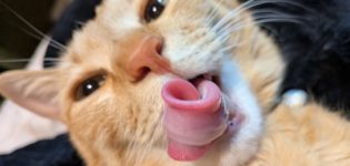 お知らせいろいろ