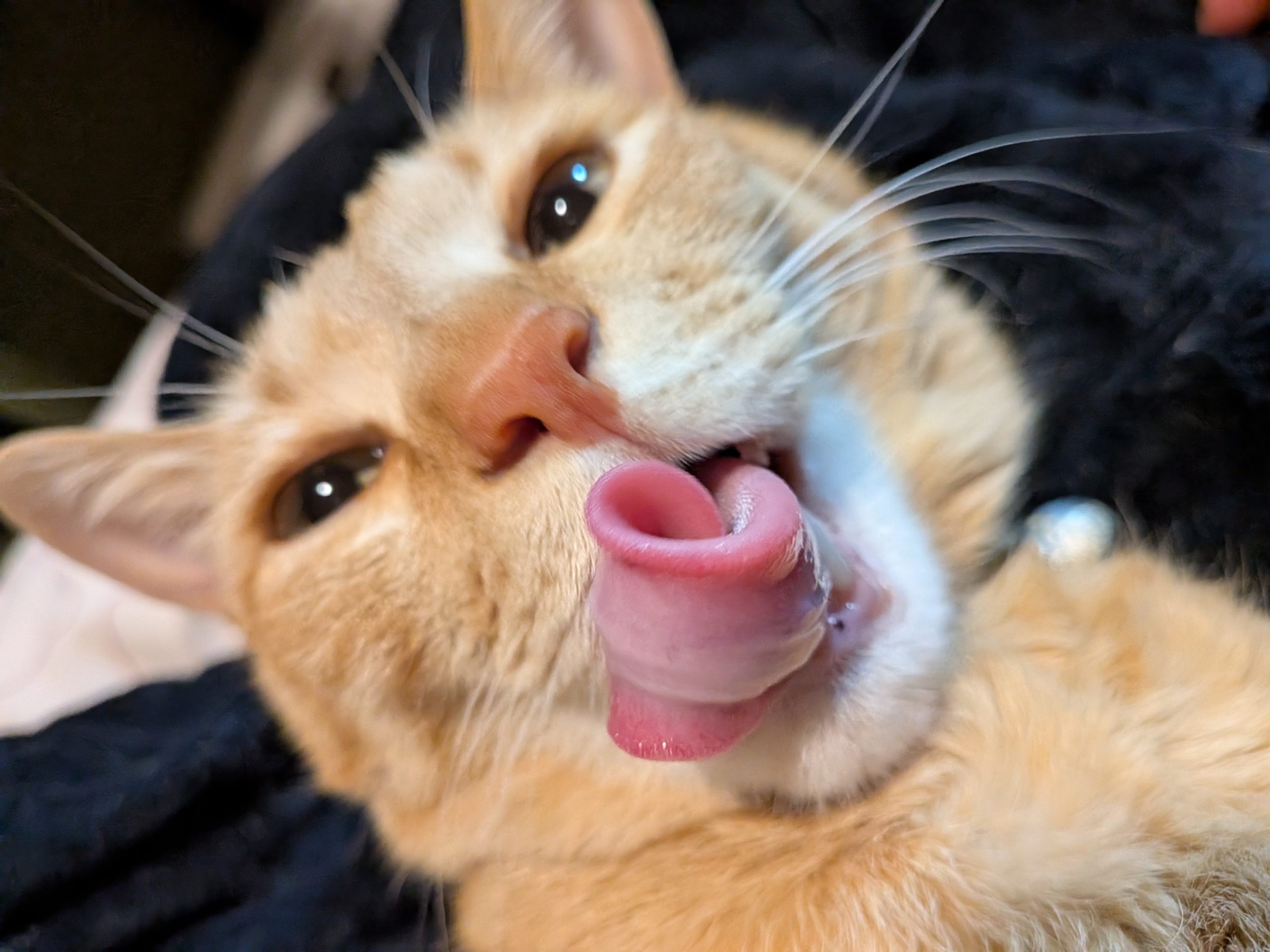 お知らせいろいろ